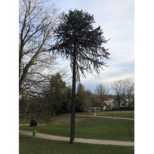2019-03-03_17-29-21