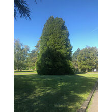 Avenue du Cimetière 2019-05-31_17-50-12